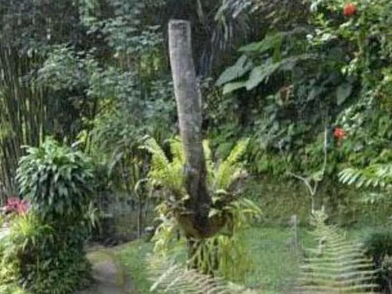 Ben'S Homestay Ubud